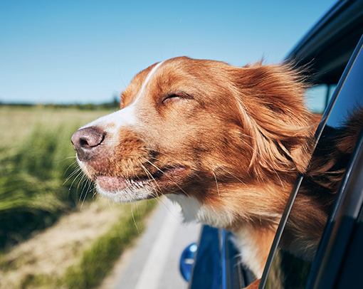 Taxi dog